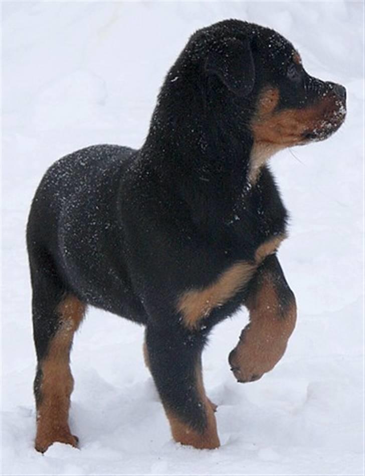 Rottweiler Zakoda Dasher billede 11