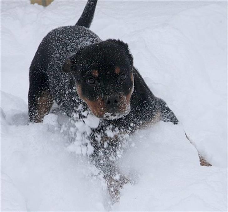 Rottweiler Zakoda Dasher billede 12
