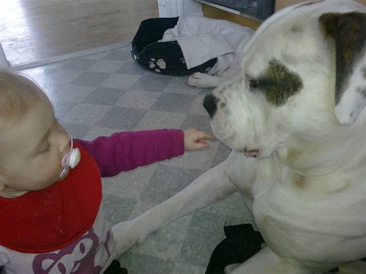 Amerikansk bulldog Batman Hector - Så farlig er vores Amerikanske bulldog billede 16