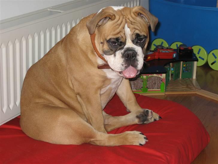 Olde english bulldogge Spangers Cinderella billede 1