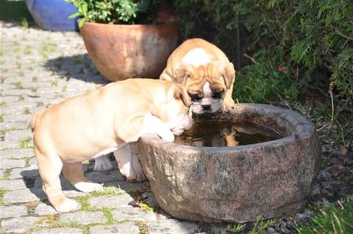 Olde english bulldogge Spangers Cinderella billede 2