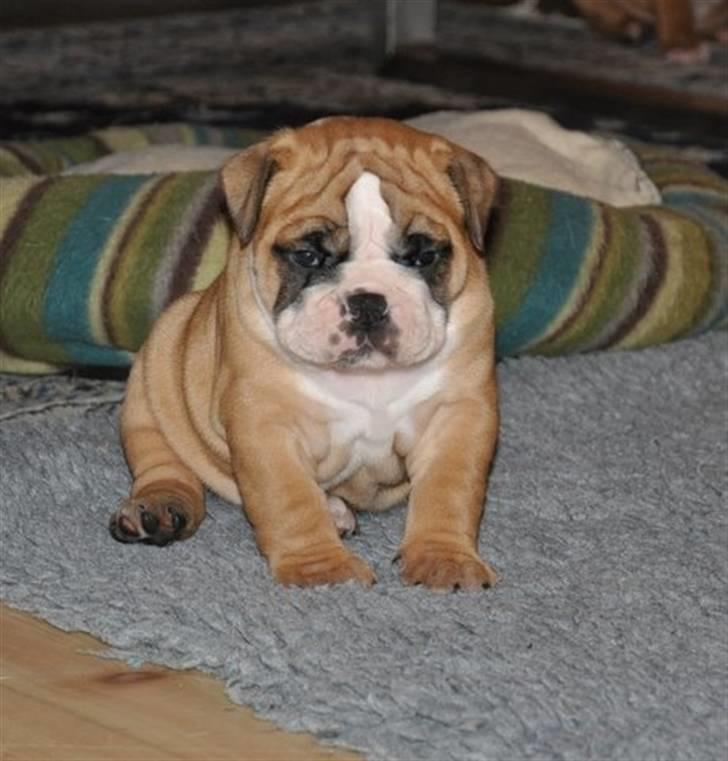 Olde english bulldogge Spangers Cinderella billede 3