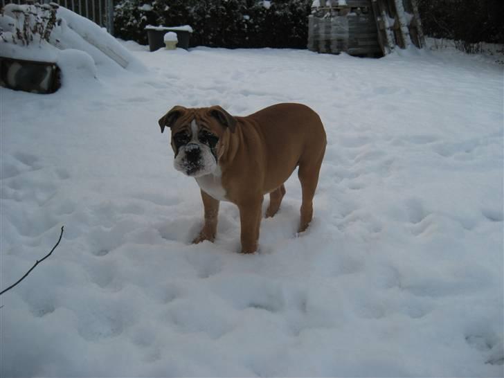 Olde english bulldogge Spangers Cinderella billede 4