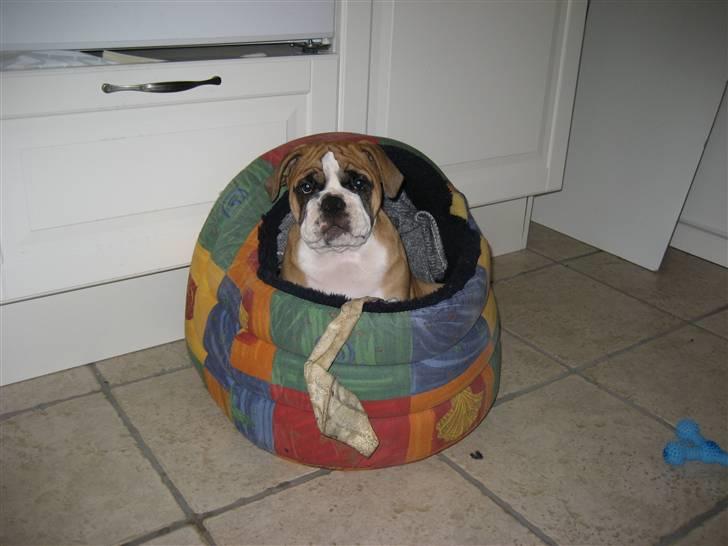 Olde english bulldogge Spangers Cinderella billede 5