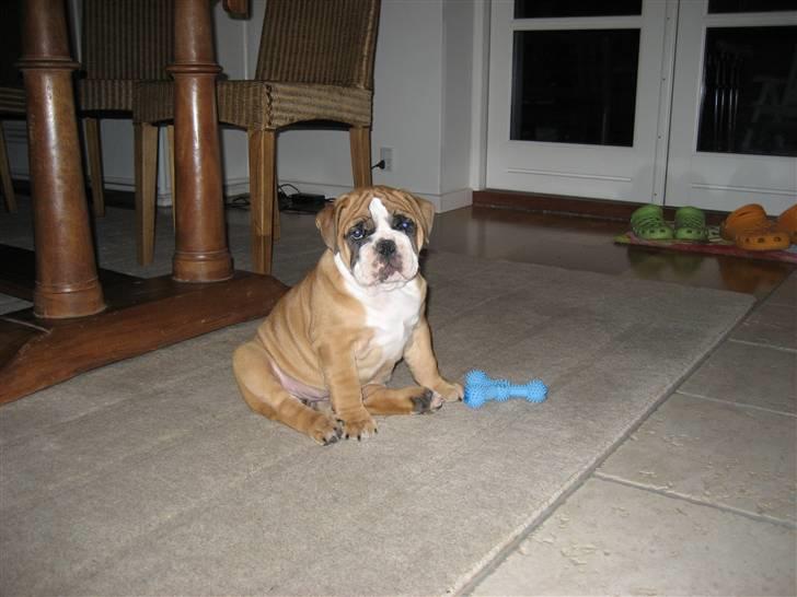 Olde english bulldogge Spangers Cinderella billede 6