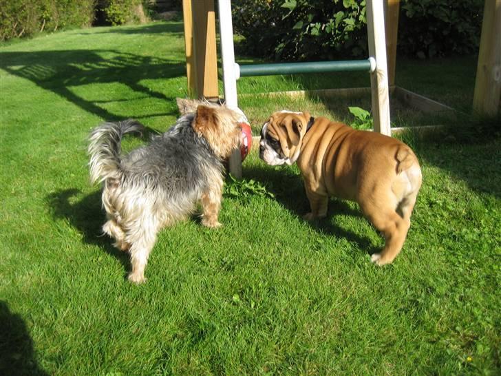 Olde english bulldogge Spangers Cinderella billede 7