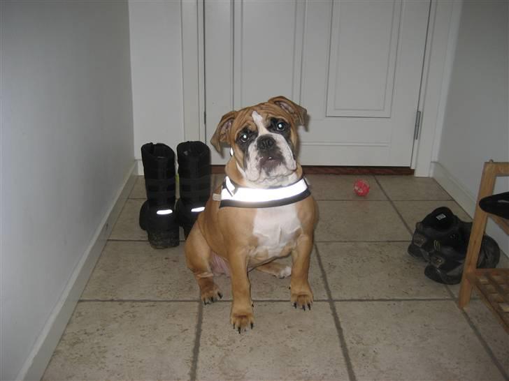 Olde english bulldogge Spangers Cinderella billede 8