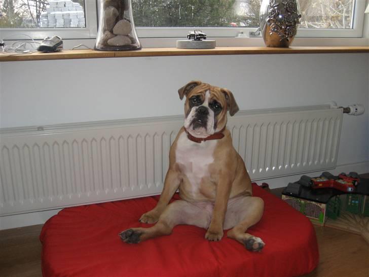 Olde english bulldogge Spangers Cinderella billede 9