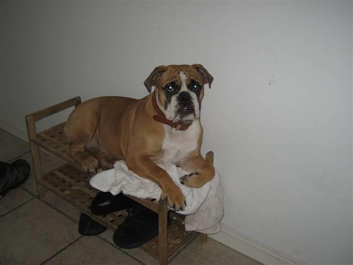 Olde english bulldogge Spangers Cinderella billede 10