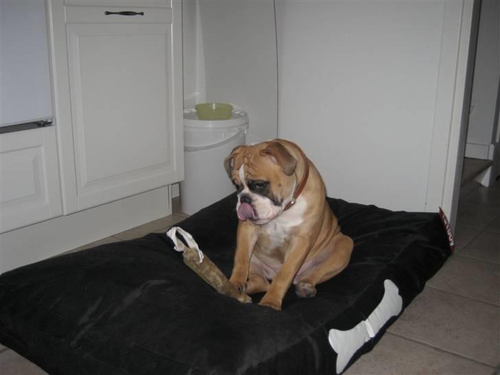 Olde english bulldogge Spangers Cinderella billede 11