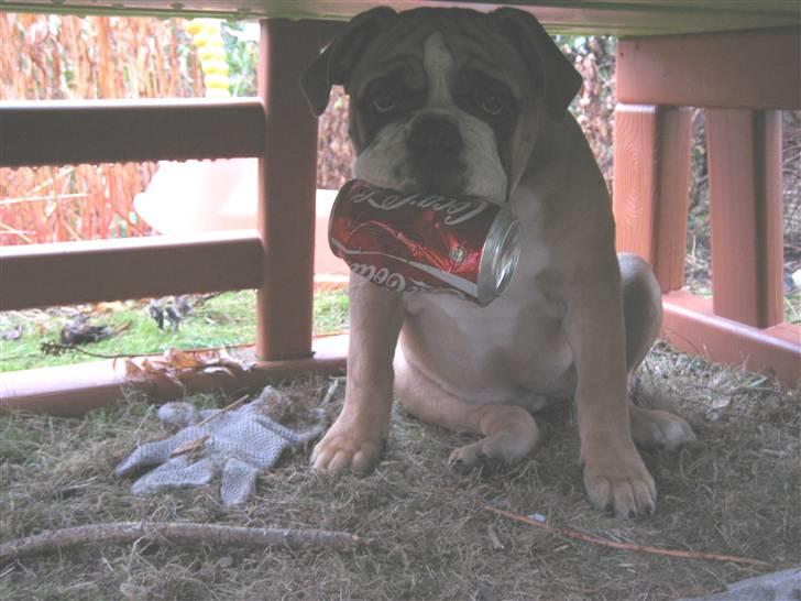 Olde english bulldogge Spangers Cinderella billede 12