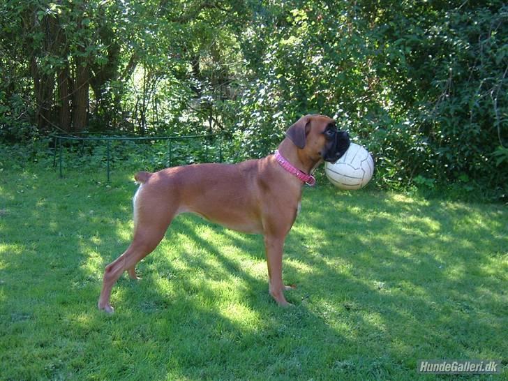 Boxer <3 Marlin <3 billede 11