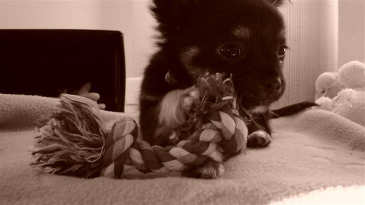 Chihuahua Kenzo - Første uge i sit nye hjem 8 uger billede 2