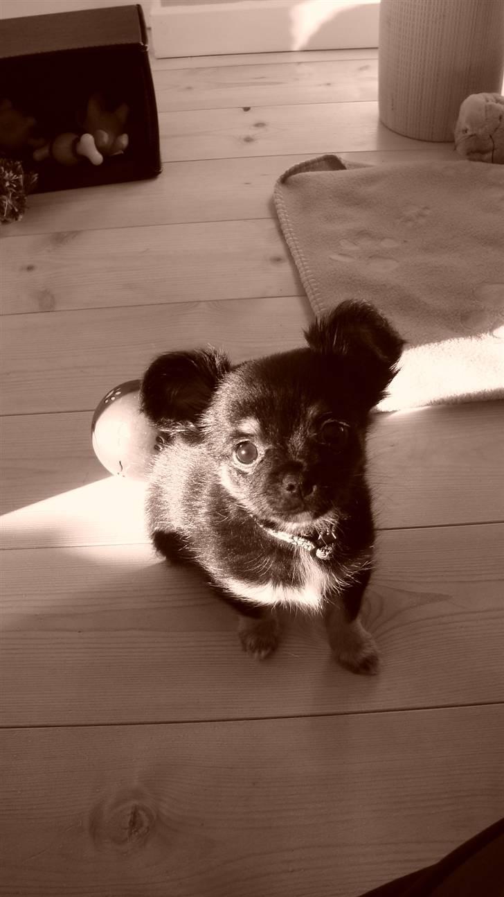 Chihuahua Kenzo - Er jeg ikke dejlig? 8 uger.. billede 3