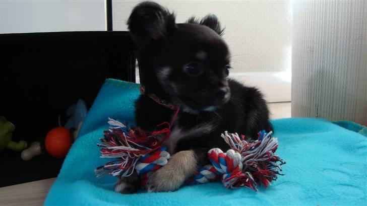 Chihuahua Kenzo - 8 uger billede 4