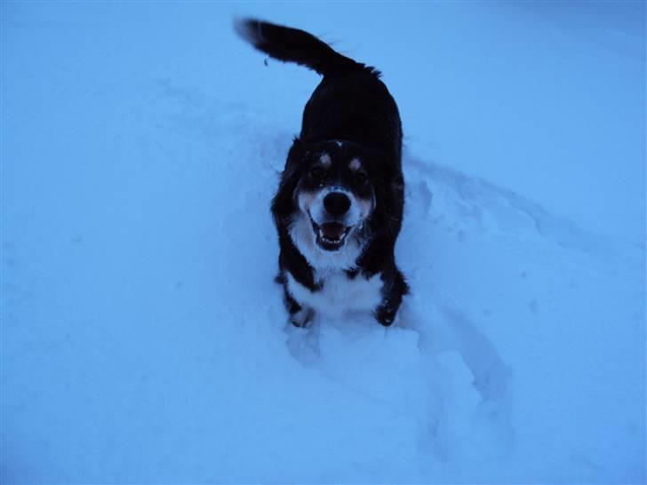 Blanding af racer tulle - fang mig hvis du kan billede 14