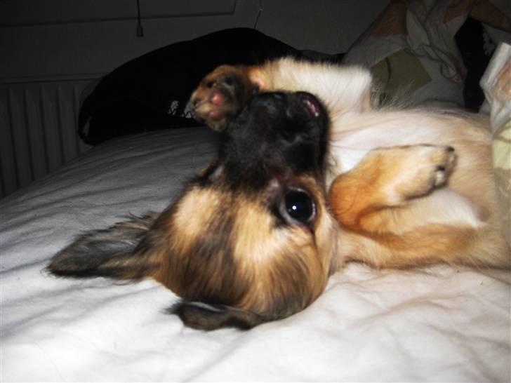 Chihuahua Chanel - 2009. billede 16