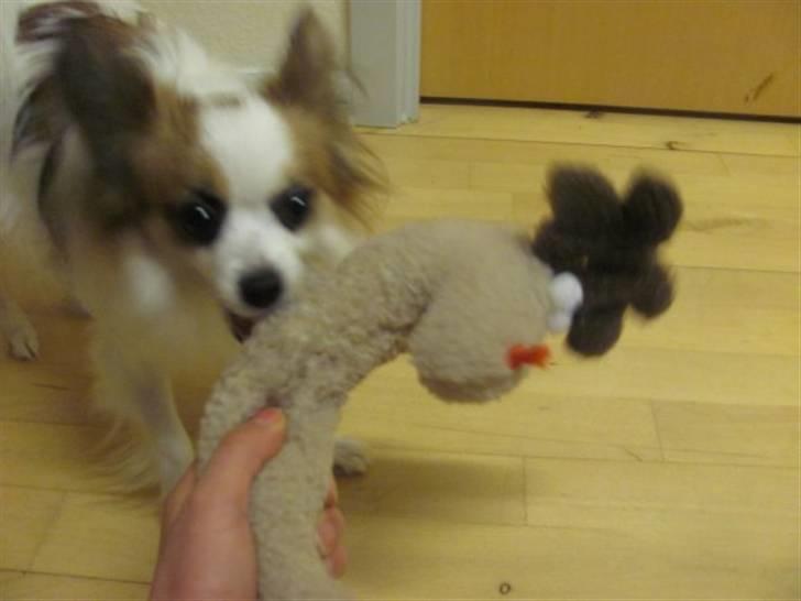 Papillon Kalle - Haha MIIN ! billede 1