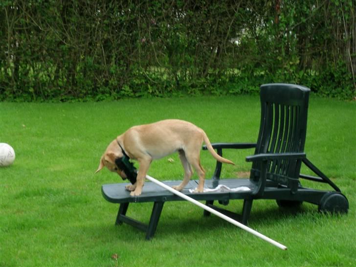 Labrador retriever Buster billede 10