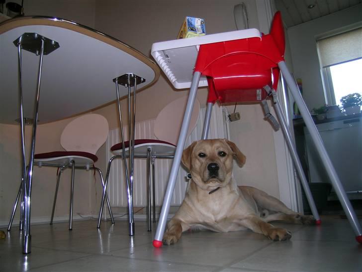 Labrador retriever Buster billede 11