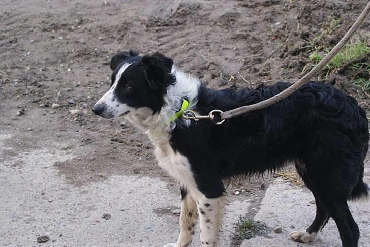 Border collie Molly solgt billede 1