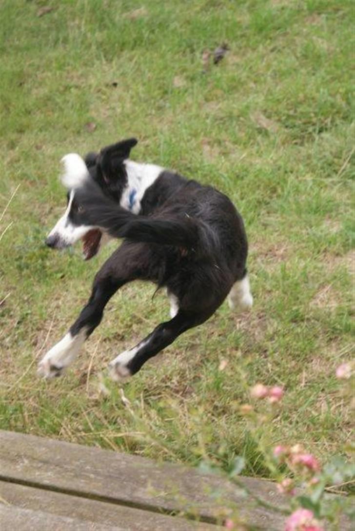 Border collie Molly solgt billede 2