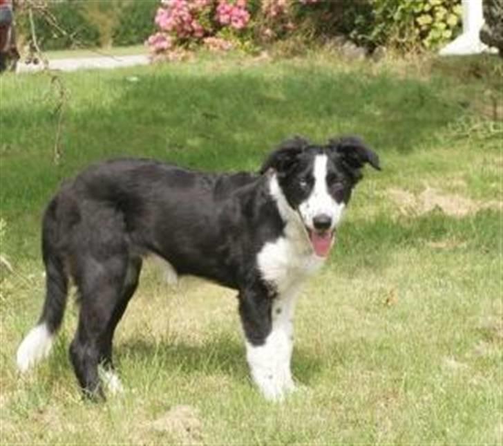 Border collie Molly solgt billede 3