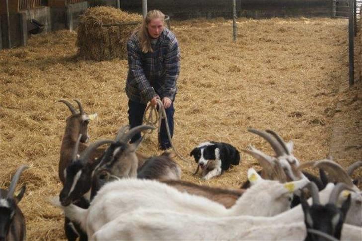 Border collie Molly solgt billede 4