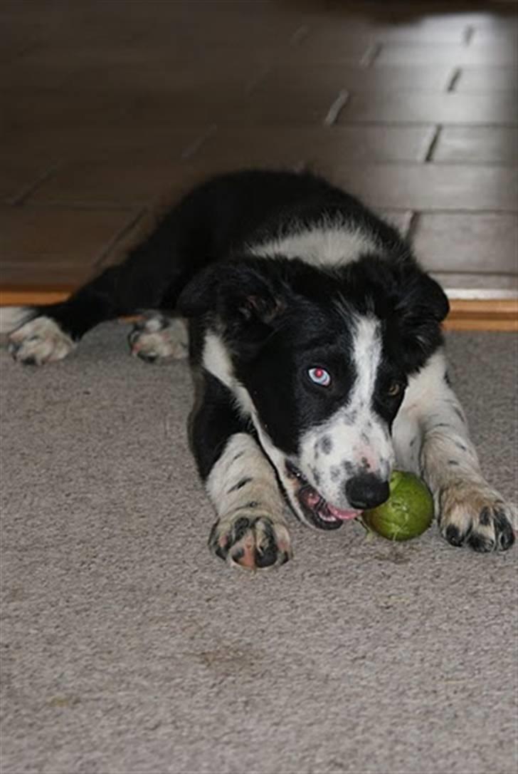 Border collie Molly solgt billede 8