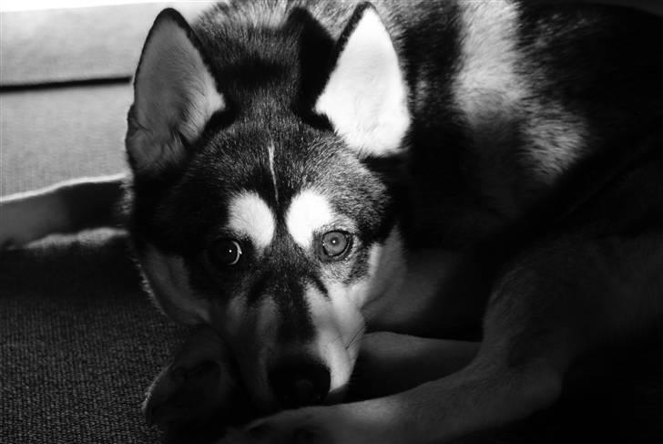 Siberian husky Jessie billede 4