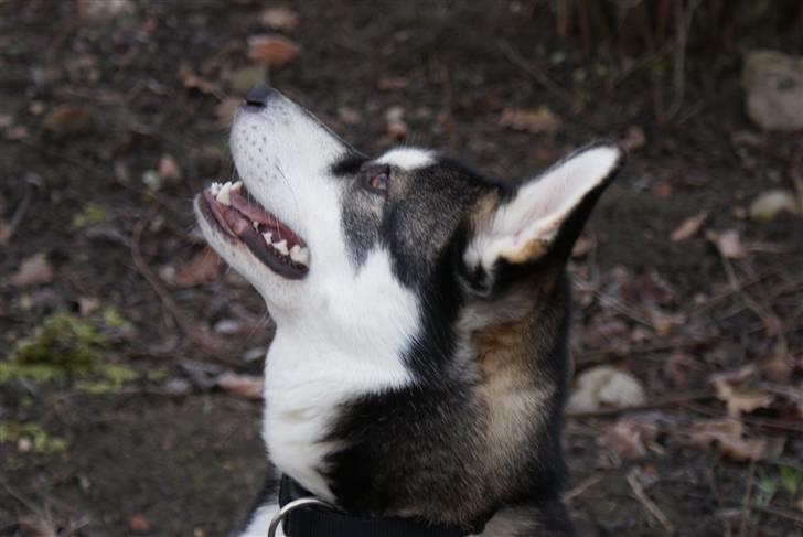 Siberian husky Jessie billede 5
