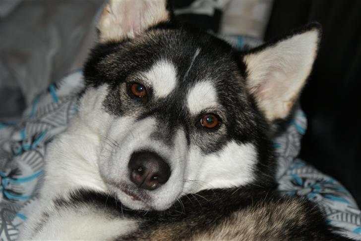 Siberian husky Jessie billede 6