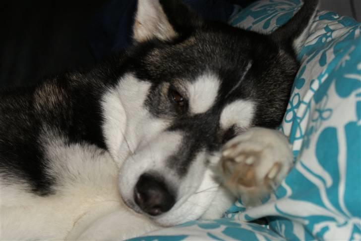 Siberian husky Jessie billede 7