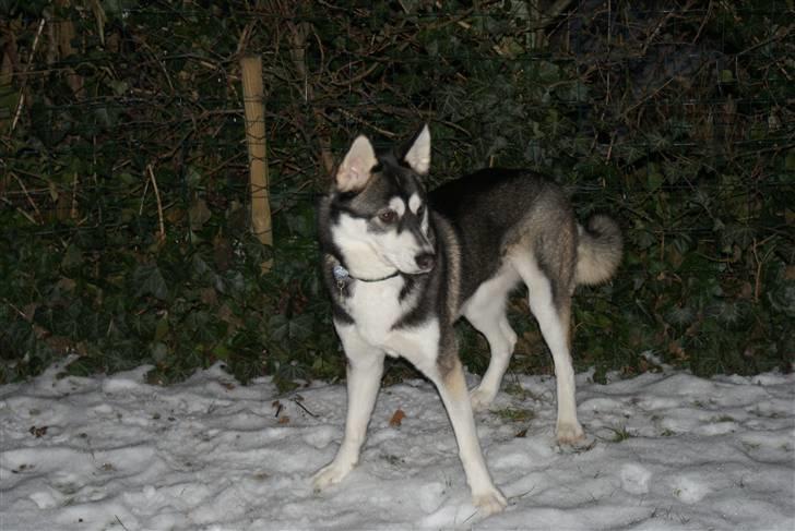 Siberian husky Jessie billede 8