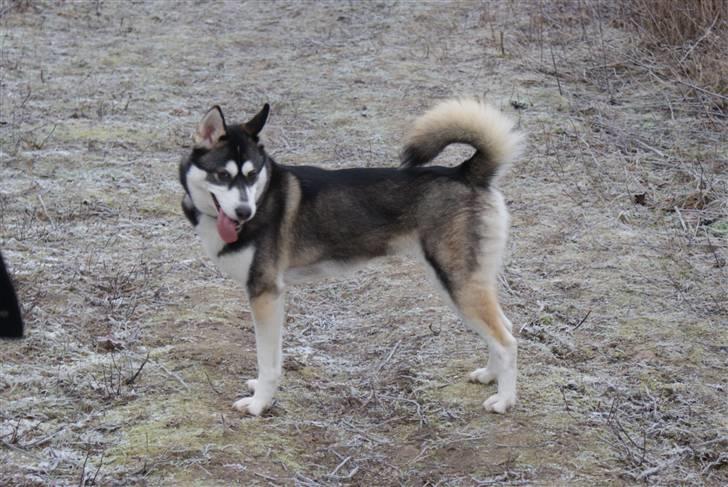 Siberian husky Jessie billede 9