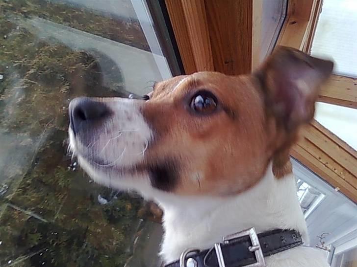 Dansk svensk gaardhund Sonie billede 13