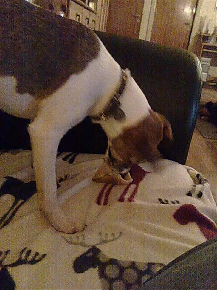 Dansk svensk gaardhund Sonie billede 14