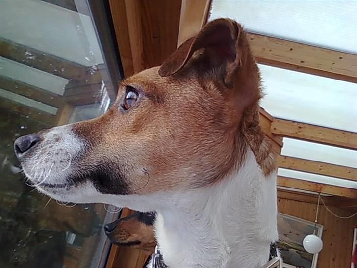 Dansk svensk gaardhund Sonie billede 15