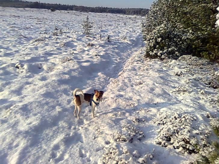 Dansk svensk gaardhund Sonie billede 16