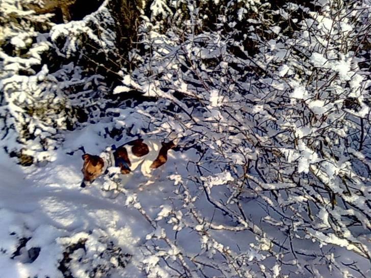 Dansk svensk gaardhund Sonie billede 17