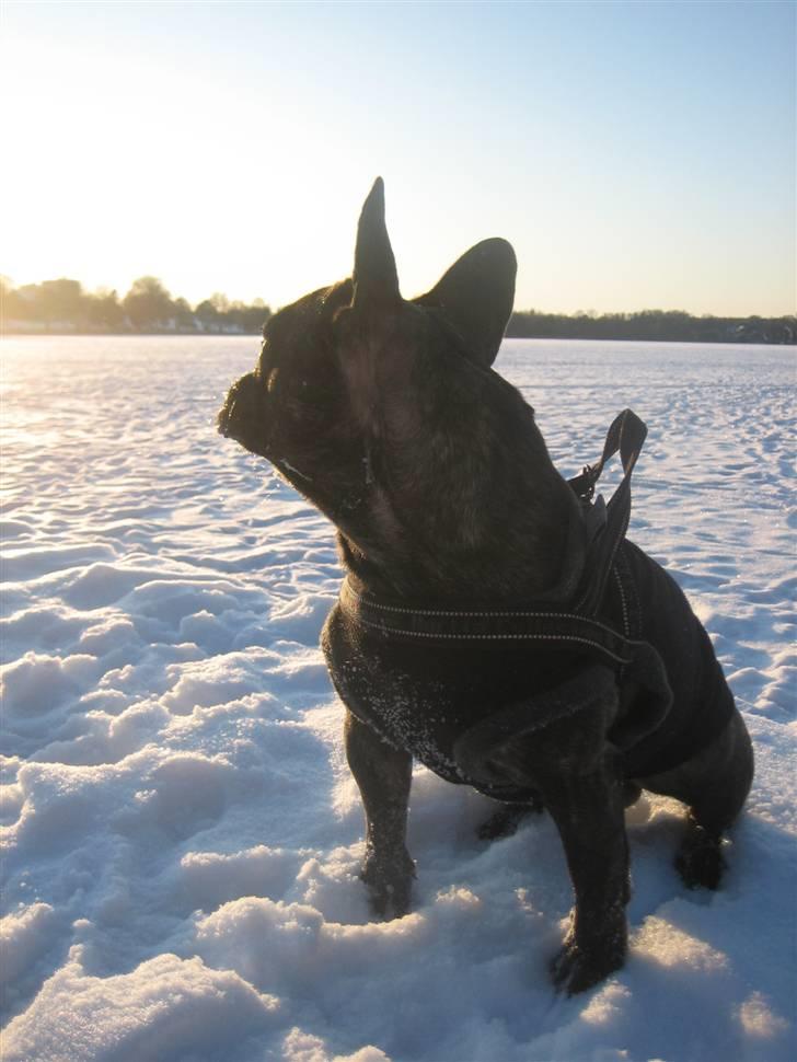 Fransk bulldog Ludvig billede 14