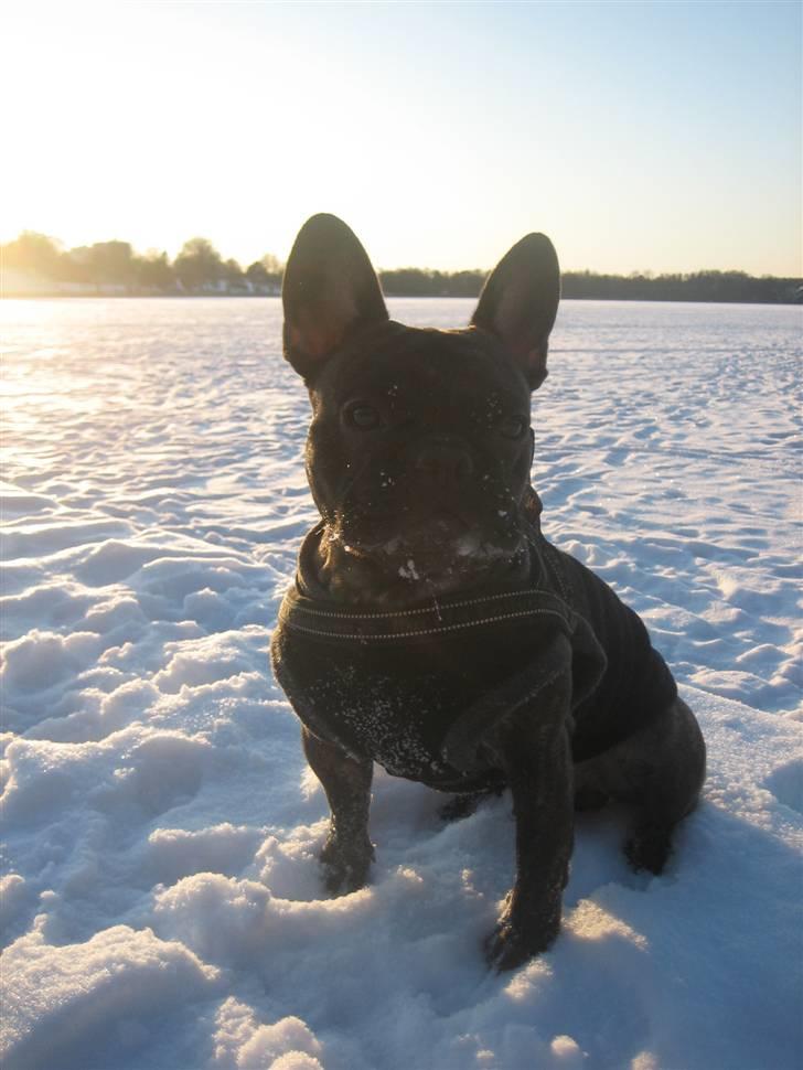 Fransk bulldog Ludvig billede 15