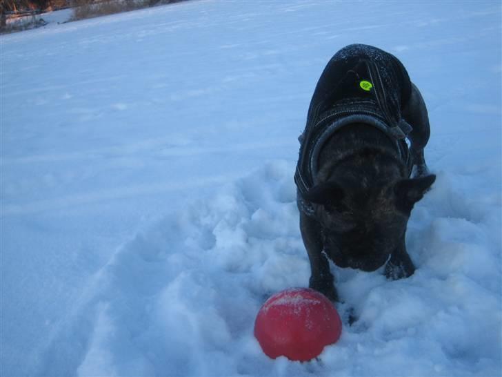 Fransk bulldog Ludvig billede 16