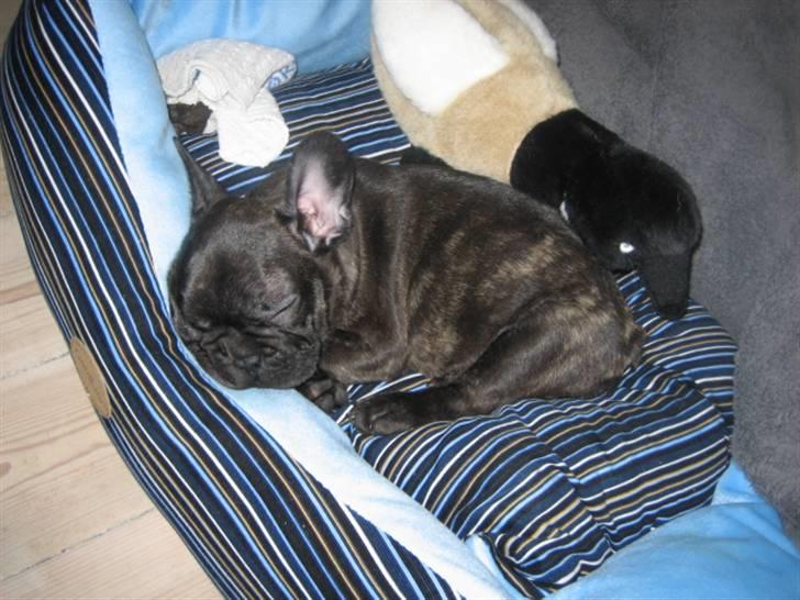 Fransk bulldog Ludvig billede 17