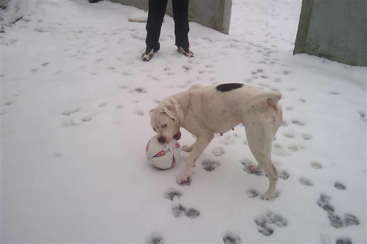 Amerikansk bulldog Kettner`s Fiona billede 19