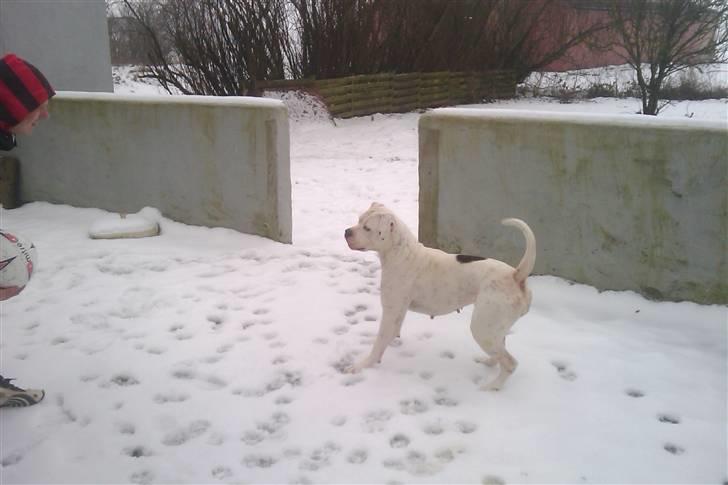 Amerikansk bulldog Kettner`s Fiona billede 20