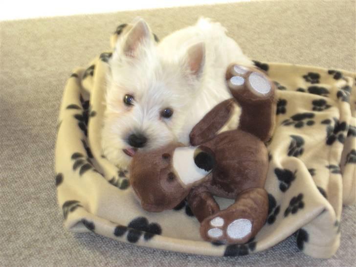 West highland white terrier Oskar - Oskar med sin elskede Bamse billede 1