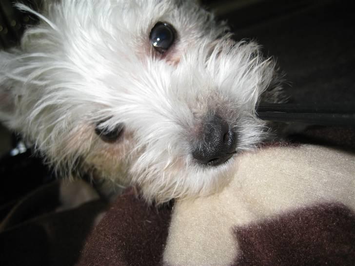 West highland white terrier Oskar - Dejligt at gumle på det bløde tæppe billede 3