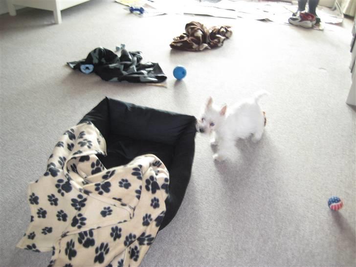West highland white terrier Oskar - Nu skal sengen stå et nyt sted billede 4