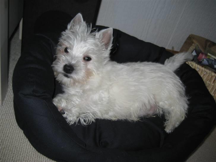 West highland white terrier Oskar - Snart klar til en ny omgang ballade billede 5